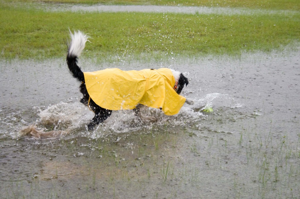 Puddleromp_20111008_0259lr